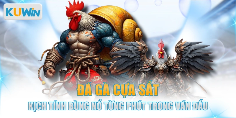 Đá Gà Cựa Sắt Kịch Tính Bùng Nổ Từng Phút Trong Ván Đấu