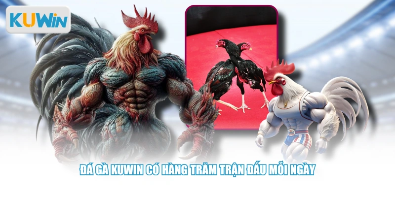 Đá gà KUWIN có hàng trăm trận đấu mỗi ngày